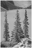 Spruce trees and turquoise blue waters of Moraine Lake , mid-morning. Banff National Park, Canadian Rockies, Alberta, Canada (black and white)
