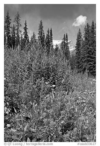 Painbrush and trees. Banff National Park, Canadian Rockies, Alberta, Canada (black and white)