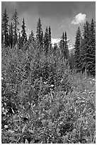 Painbrush and trees. Banff National Park, Canadian Rockies, Alberta, Canada ( black and white)