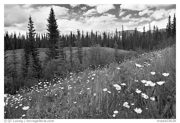 Red paintbrush flowers, daisies, and mountains. Banff National Park, Canadian Rockies, Alberta, Canada