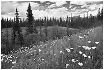 Red paintbrush flowers, daisies, and mountains. Banff National Park, Canadian Rockies, Alberta, Canada ( black and white)