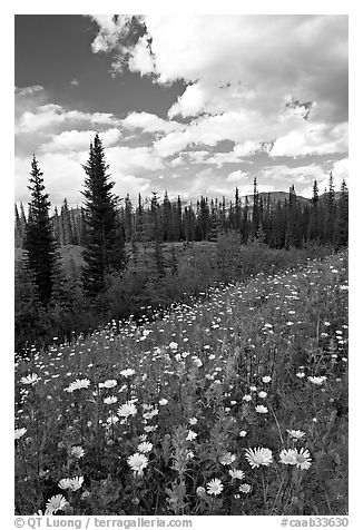 Meadow with Red paintbrush flowers and daisies. Banff National Park, Canadian Rockies, Alberta, Canada