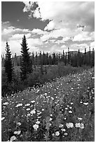 Meadow with Red paintbrush flowers and daisies. Banff National Park, Canadian Rockies, Alberta, Canada ( black and white)