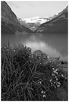 Yellow flowers, Victoria Peak, and green-blue Lake Louise, dawn. Banff National Park, Canadian Rockies, Alberta, Canada ( black and white)