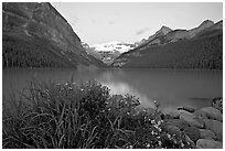 Yellow flowers, Victoria Peak, and Lake Louise, dawn. Banff National Park, Canadian Rockies, Alberta, Canada (black and white)