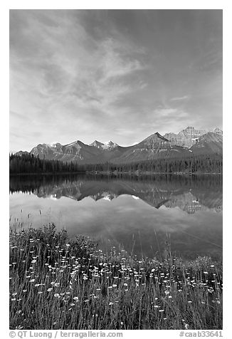 Wildflowers, Herbert Lake and  Bow range, morning. Banff National Park, Canadian Rockies, Alberta, Canada (black and white)