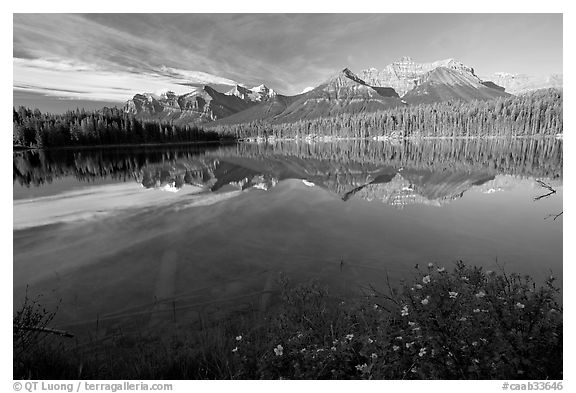 Bow range reflected in Herbert Lake, early morning. Banff National Park, Canadian Rockies, Alberta, Canada (black and white)