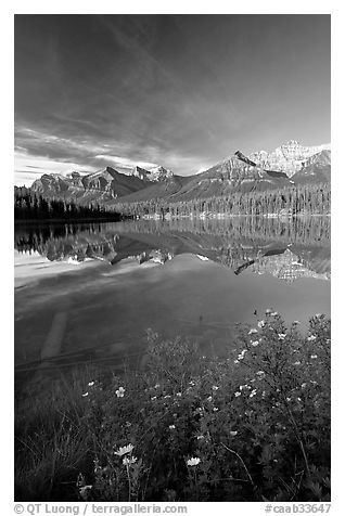 Yellow flowers and Bow range reflected in Herbert Lake, early morning. Banff National Park, Canadian Rockies, Alberta, Canada (black and white)