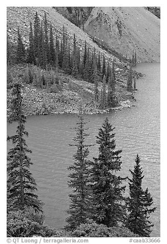 Conifers and blue waters of Moraine Lake. Banff National Park, Canadian Rockies, Alberta, Canada (black and white)