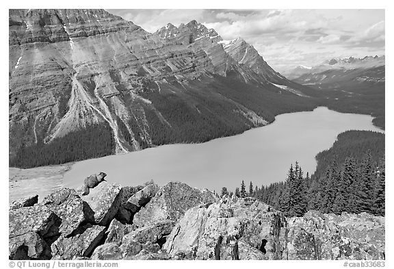 Marmot sitting on a boulder above Peyto Lake. Banff National Park, Canadian Rockies, Alberta, Canada