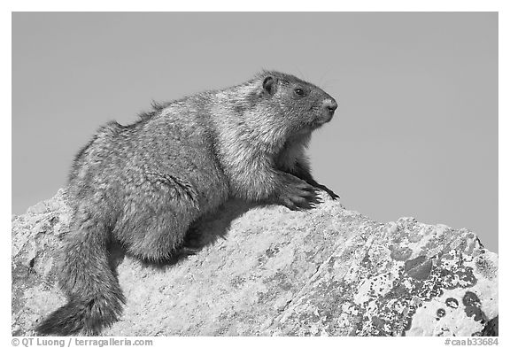 Marmot sitting on rock. Banff National Park, Canadian Rockies, Alberta, Canada (black and white)