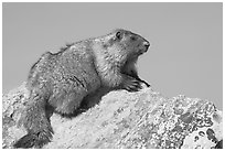 Marmot sitting on rock. Banff National Park, Canadian Rockies, Alberta, Canada ( black and white)