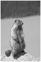 Marmot standing. Banff National Park, Canadian Rockies, Alberta, Canada (black and white)