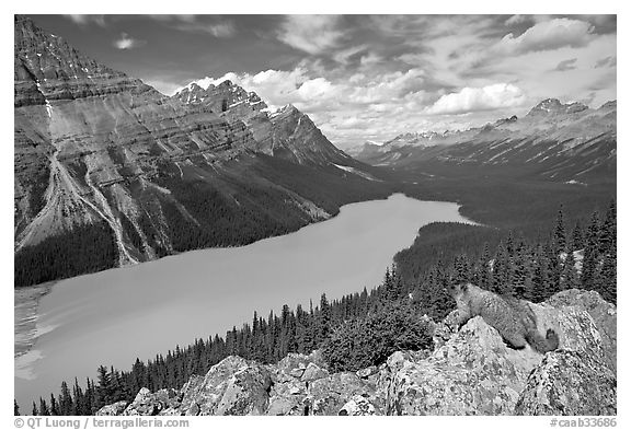 Marmot overlooking Peyto Lake, mid-day. Banff National Park, Canadian Rockies, Alberta, Canada