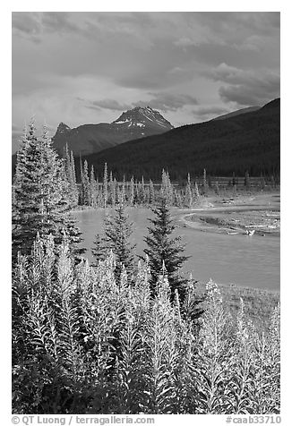 Fireweed, river, and approaching storm. Banff National Park, Canadian Rockies, Alberta, Canada (black and white)