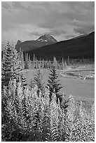Fireweed, river, and approaching storm. Banff National Park, Canadian Rockies, Alberta, Canada (black and white)