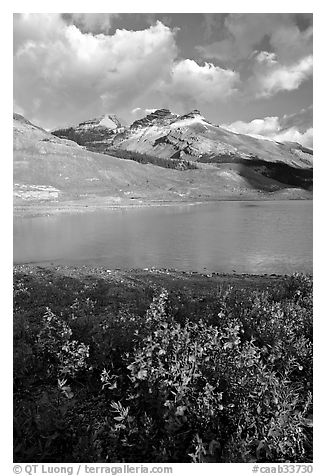 Wildflowers and  glacial pond at the base of the Athabasca Glacier. Jasper National Park, Canadian Rockies, Alberta, Canada