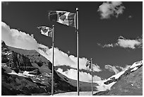 Canadian flags at the Icefieds Center. Jasper National Park, Canadian Rockies, Alberta, Canada (black and white)