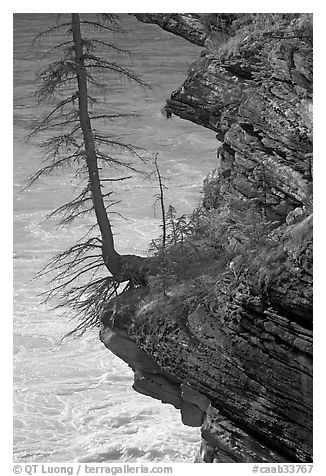Spruce tree growing on a steep ledge,  Athabasca Falls. Jasper National Park, Canadian Rockies, Alberta, Canada (black and white)