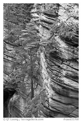 Trees and canyon walls,  Athabasca Falls. Jasper National Park, Canadian Rockies, Alberta, Canada (black and white)