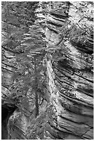 Trees and canyon walls,  Athabasca Falls. Jasper National Park, Canadian Rockies, Alberta, Canada (black and white)