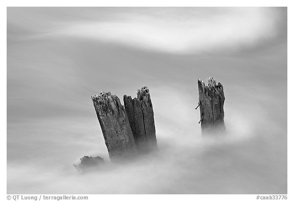 Stumps in the Whirlpool River. Jasper National Park, Canadian Rockies, Alberta, Canada