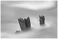 Stumps in the Whirlpool River. Jasper National Park, Canadian Rockies, Alberta, Canada (black and white)