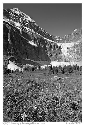 Wildflowers on Cavell Meadows, and Mt Edith Cavell. Jasper National Park, Canadian Rockies, Alberta, Canada