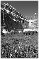 Wildflowers on Cavell Meadows, and Mt Edith Cavell. Jasper National Park, Canadian Rockies, Alberta, Canada (black and white)