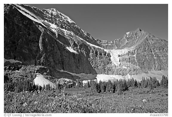 Cavell Meadows, Mt Edith Cavell, and Angel Glacier, morning. Jasper National Park, Canadian Rockies, Alberta, Canada