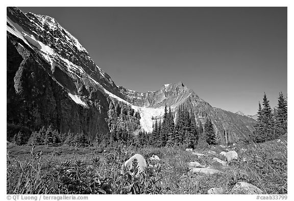 Alpine meadow at the base of Mt Edith Cavell. Jasper National Park, Canadian Rockies, Alberta, Canada (black and white)