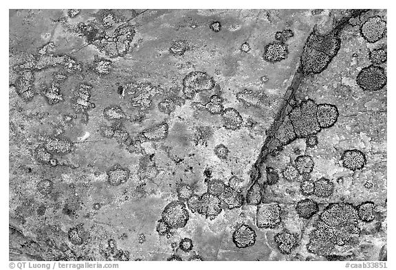 Close-up of rock with lichen. Jasper National Park, Canadian Rockies, Alberta, Canada