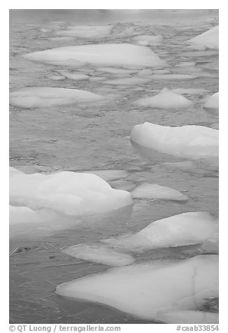 Icebergs and golden reflections from Mt Edith Cavell. Jasper National Park, Canadian Rockies, Alberta, Canada (black and white)