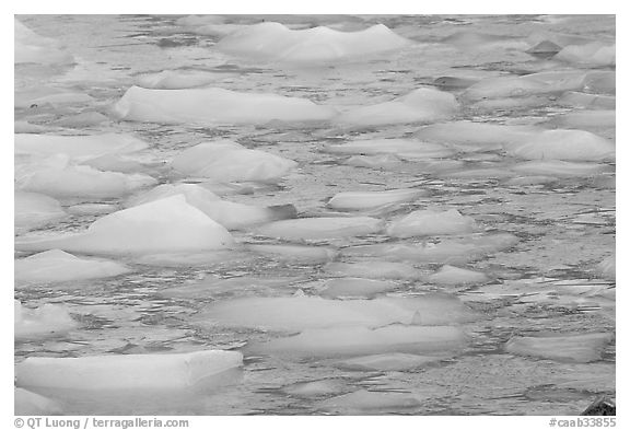 Close-up of icebergs floating in reflected yellow light. Jasper National Park, Canadian Rockies, Alberta, Canada (black and white)