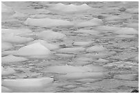 Close-up of icebergs floating in reflected yellow light. Jasper National Park, Canadian Rockies, Alberta, Canada (black and white)