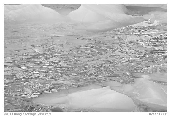 Ice patters and icebergs, Cavell Pond. Jasper National Park, Canadian Rockies, Alberta, Canada (black and white)