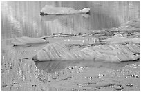 Icebergs and gold reflections, Cavel Pond. Jasper National Park, Canadian Rockies, Alberta, Canada (black and white)