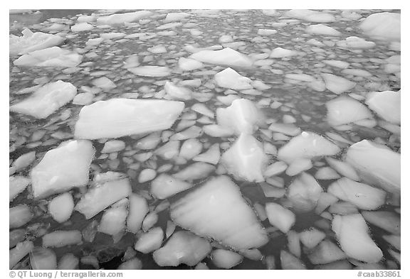 Iceberg tile, Cavell Pond. Jasper National Park, Canadian Rockies, Alberta, Canada (black and white)