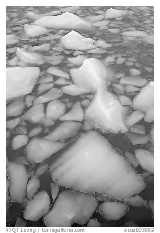 Tile of icebergs, Cavel Pond. Jasper National Park, Canadian Rockies, Alberta, Canada (black and white)