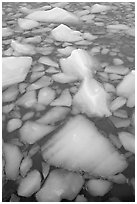 Tile of icebergs, Cavel Pond. Jasper National Park, Canadian Rockies, Alberta, Canada (black and white)