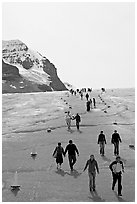 Tourists descending Athabasca Glacier. Jasper National Park, Canadian Rockies, Alberta, Canada (black and white)