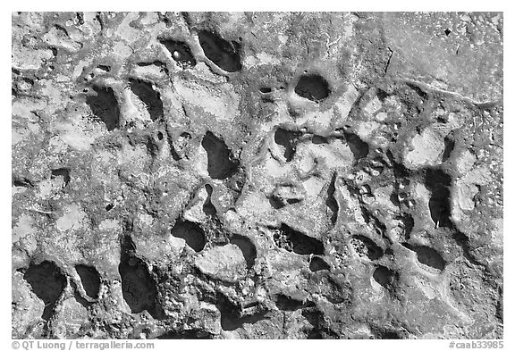 Alveoles in rock, Dinosaur Provincial Park. Alberta, Canada (black and white)