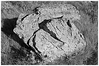Rock with lichen lying in grass, Dinosaur Provincial Park. Alberta, Canada (black and white)