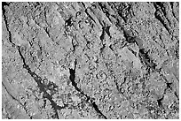 Detail of lichen on rock, Dinosaur Provincial Park. Alberta, Canada ( black and white)