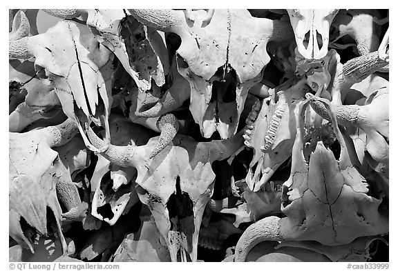 Buffalo skulls, Head-Smashed-In Buffalo Jump. Alberta, Canada