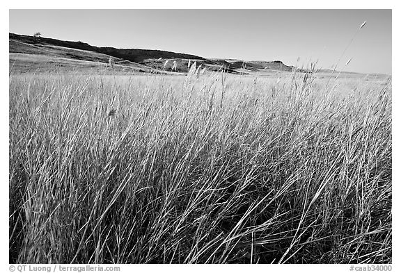 Tall prairie grasses with cliff in the distance,  Head-Smashed-In Buffalo Jump. Alberta, Canada (black and white)