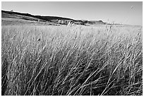 Tall prairie grasses with cliff in the distance,  Head-Smashed-In Buffalo Jump. Alberta, Canada (black and white)