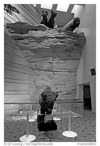 Interpretative center exhibit, Head-smashed-In Buffalo Jump. Alberta, Canada (black and white)