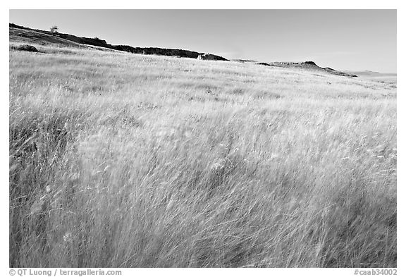 Tall prairie grasses blown by wind and cliff, Head-Smashed-In Buffalo Jump. Alberta, Canada