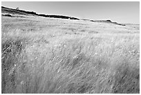 Tall prairie grasses blown by wind and cliff, Head-Smashed-In Buffalo Jump. Alberta, Canada (black and white)